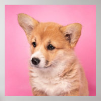Cutest Baby Animals | Corgi Puppy on Pink