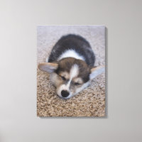 Cutest Baby Animals | Corgi Puppy on Shag Rug