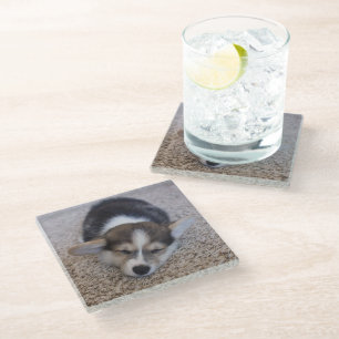 Cutest Baby Animals   Corgi Puppy on Shag Rug Glass Coaster