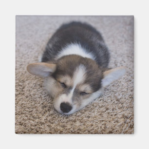Cutest Baby Animals   Corgi Puppy on Shag Rug Magnet
