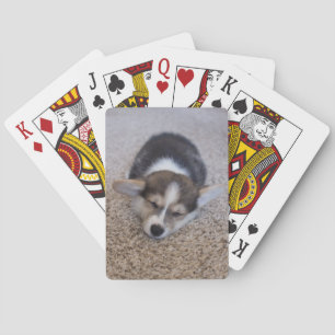 Cutest Baby Animals   Corgi Puppy on Shag Rug Playing Cards