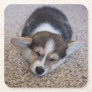 Cutest Baby Animals   Corgi Puppy on Shag Rug Square Paper Coaster