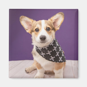 Cutest Baby Animals Corgi Puppy Skull Bandana Magnet