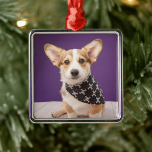 Cutest Baby Animals   Corgi Puppy Skull Bandana Metal Ornament