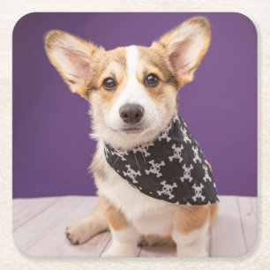 Cutest Baby Animals   Corgi Puppy Skull Bandana Square Paper Coaster