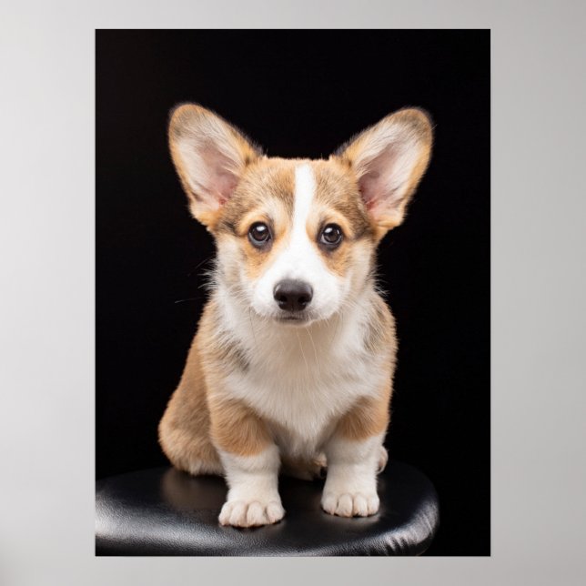 Cutest Baby Animals | Corgi Puppy Standing Tall Poster (Front)