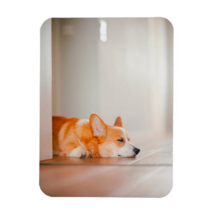 Cutest Baby Animals   Corgi Sleeping Magnet
