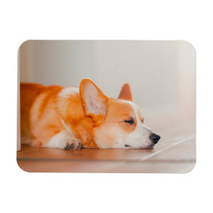 Cutest Baby Animals   Corgi Sleeping Magnet