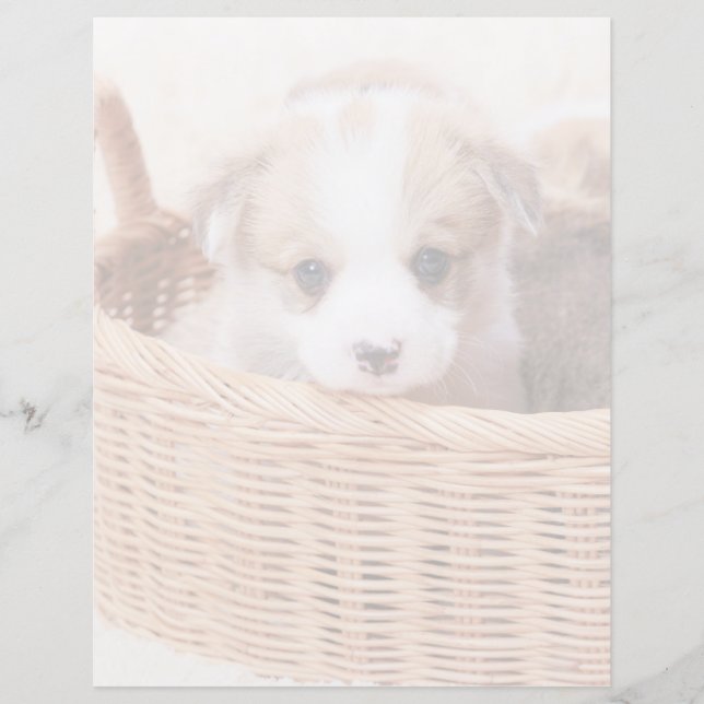 Cutest Baby Animals | Corgi Tiny Puppy (Front)