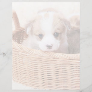 Cutest Baby Animals Corgi Tiny Puppy