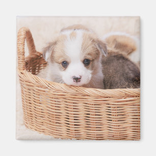 Cutest Baby Animals Corgi Tiny Puppy Magnet