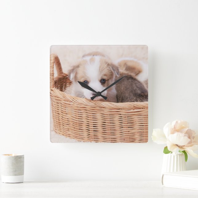 Cutest Baby Animals | Corgi Tiny Puppy Square Wall Clock (Home)