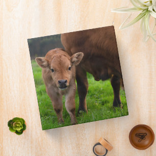 Cutest Baby Animals   Cow & Calf Binder