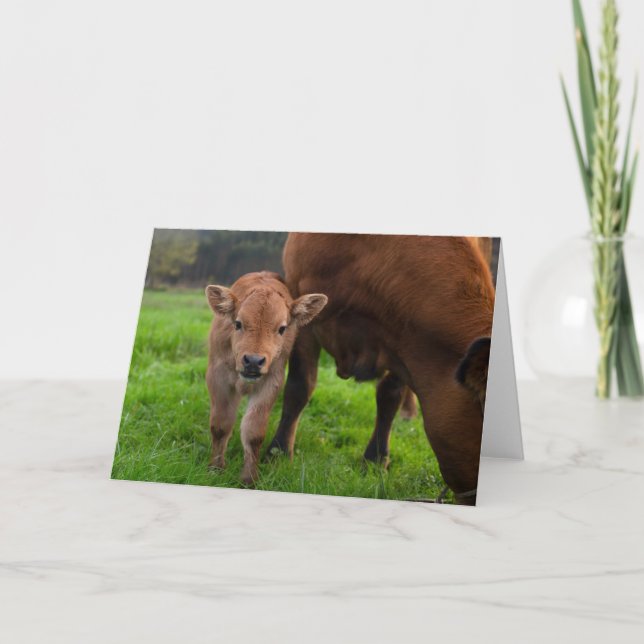 Cutest Baby Animals | Cow & Calf Card (Front)