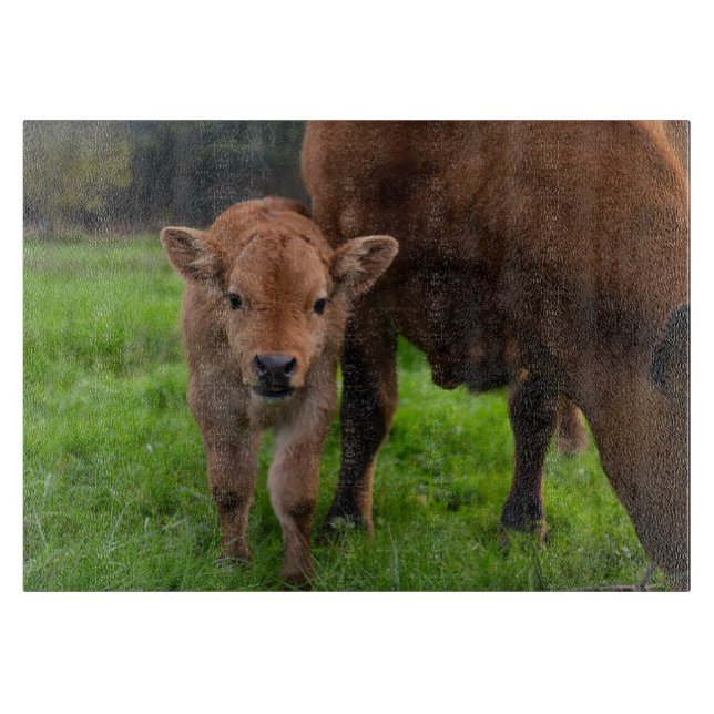 Cutest Baby Animals | Cow & Calf Cutting Board (Front)