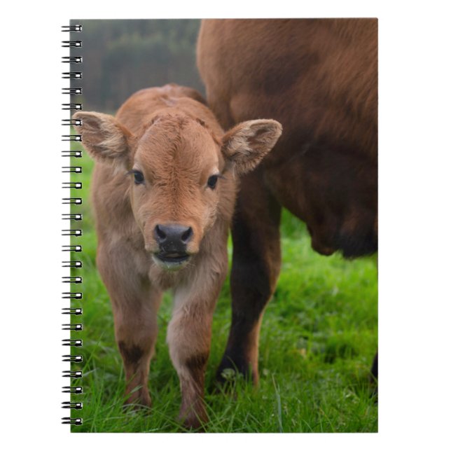 Cutest Baby Animals | Cow & Calf Notebook (Front)