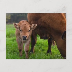 Cutest Baby Animals   Cow & Calf Postcard