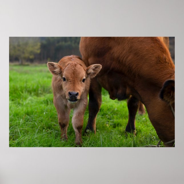 Cutest Baby Animals | Cow & Calf Poster (Front)
