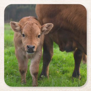 Cutest Baby Animals Cow & Calf Square Paper Coaster