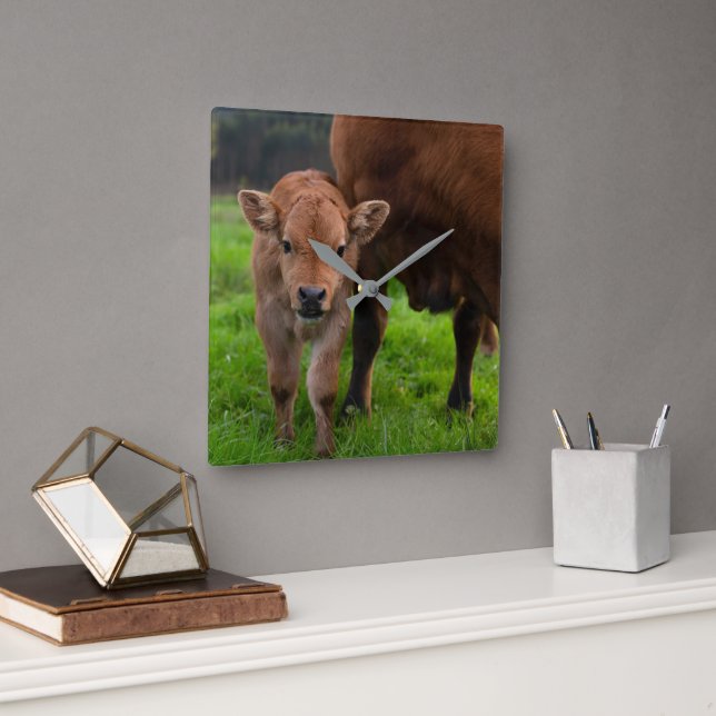Cutest Baby Animals | Cow & Calf Square Wall Clock (Office)