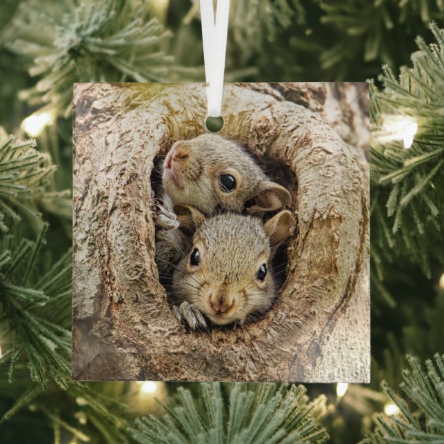 Cutest Baby Animals | Curious Baby Squirrels Glass Ornament (Insitu)