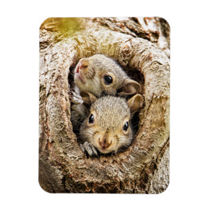 Cutest Baby Animals Curious Baby Squirrels Magnet