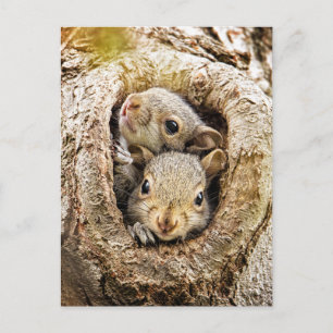 Cutest Baby Animals Curious Baby Squirrels Postcard