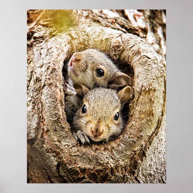 Cutest Baby Animals | Curious Baby Squirrels Poster (Front)