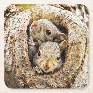 Cutest Baby Animals Curious Baby Squirrels Square Paper Coaster