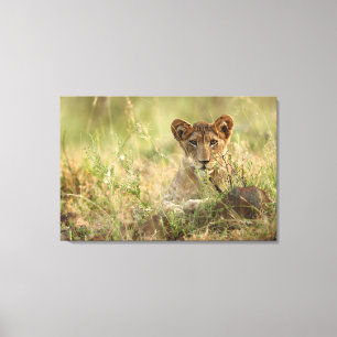 Cutest Baby Animals   Cute Baby Lion Cub Canvas Print