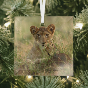 Cutest Baby Animals Cute Baby Lion Cub Glass Ornament