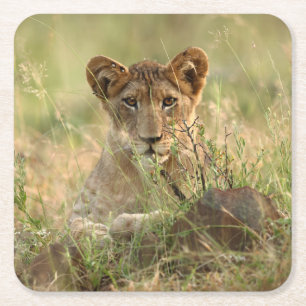 Cutest Baby Animals   Cute Baby Lion Cub Square Paper Coaster