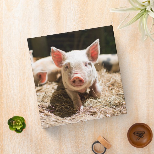 Cutest Baby Animals | Cute Baby Piglet Binder (In Situ)