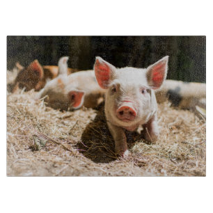 Cutest Baby Animals Cute Baby Piglet Cutting Board