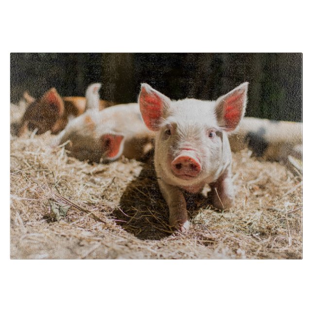 Cutest Baby Animals | Cute Baby Piglet Cutting Board (Front)