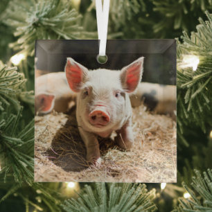 Cutest Baby Animals   Cute Baby Piglet Glass Ornament