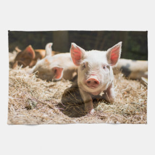 Cutest Baby Animals   Cute Baby Piglet Kitchen Towel