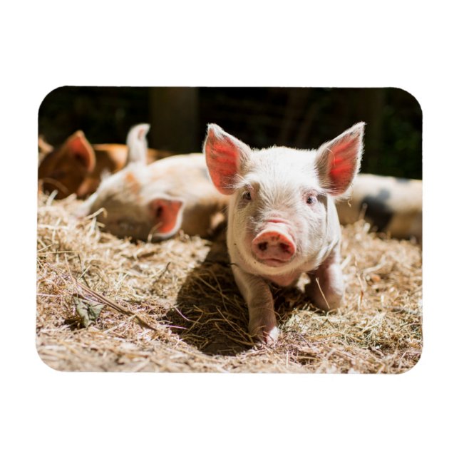 Cutest Baby Animals | Cute Baby Piglet Magnet (Horizontal)