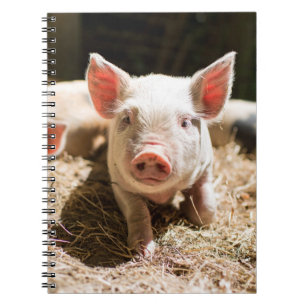 Cutest Baby Animals   Cute Baby Piglet Notebook