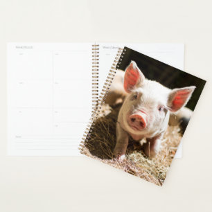 Cutest Baby Animals Cute Baby Piglet Planner