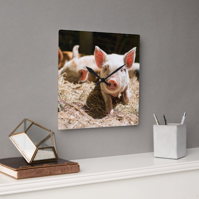 Cutest Baby Animals | Cute Baby Piglet Square Wall Clock (Office)