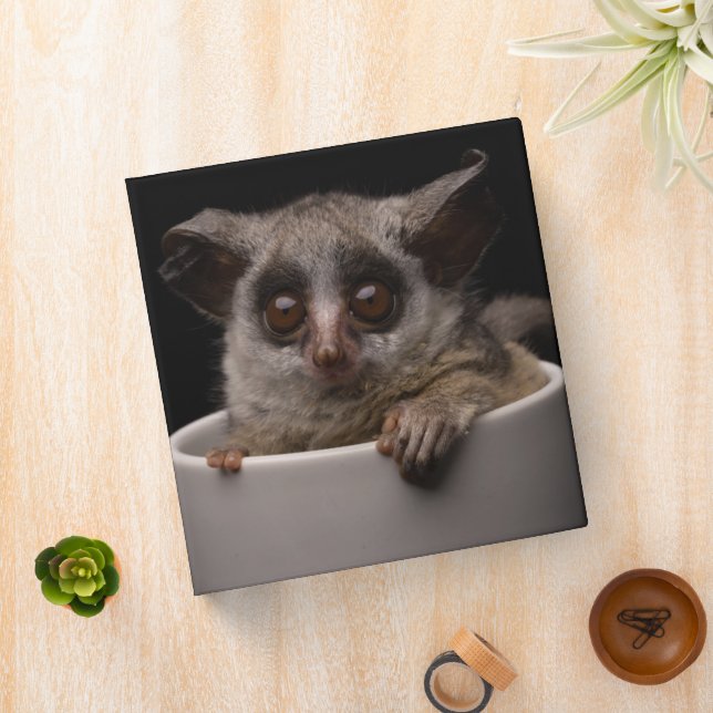 Cutest Baby Animals | Cute Bushbaby Binder (In Situ)