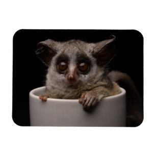 Cutest Baby Animals Cute Bushbaby Magnet