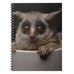 Cutest Baby Animals   Cute Bushbaby Notebook