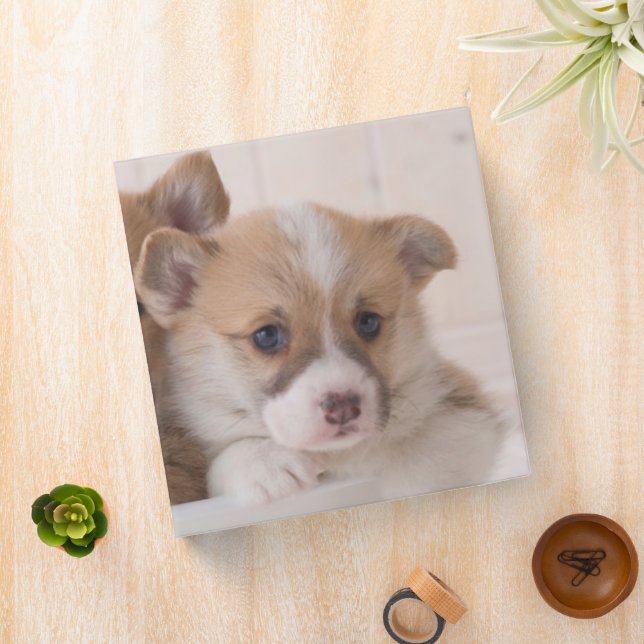 Cutest Baby Animals | Cute Corgi Puppies in a Pot Binder (In Situ)