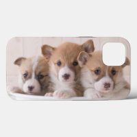 Cutest Baby Animals | Cute Corgi Puppies in a Pot
