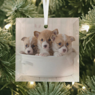 Cutest Baby Animals   Cute Corgi Puppies in a Pot Glass Ornament