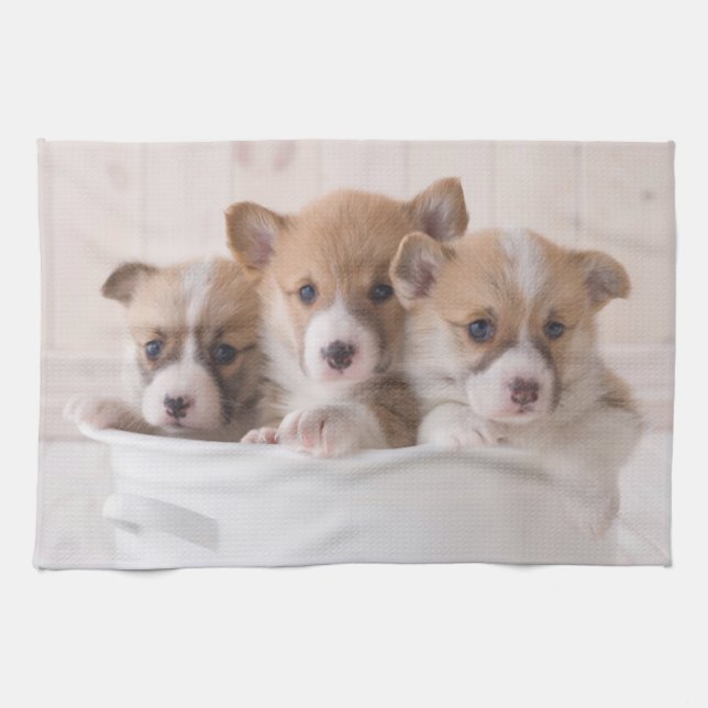 Cutest Baby Animals | Cute Corgi Puppies in a Pot Kitchen Towel (Horizontal)