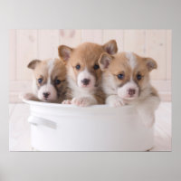 Cutest Baby Animals | Cute Corgi Puppies in a Pot