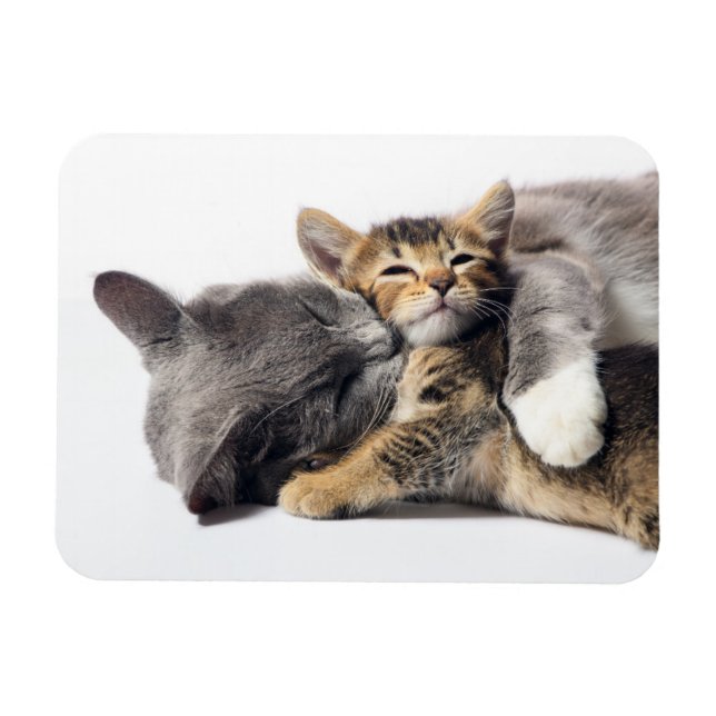 Cutest Baby Animals | Cute Kitten Hug Magnet (Horizontal)